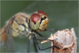 <p>VÁŽKA rodu Sympetrum</p>